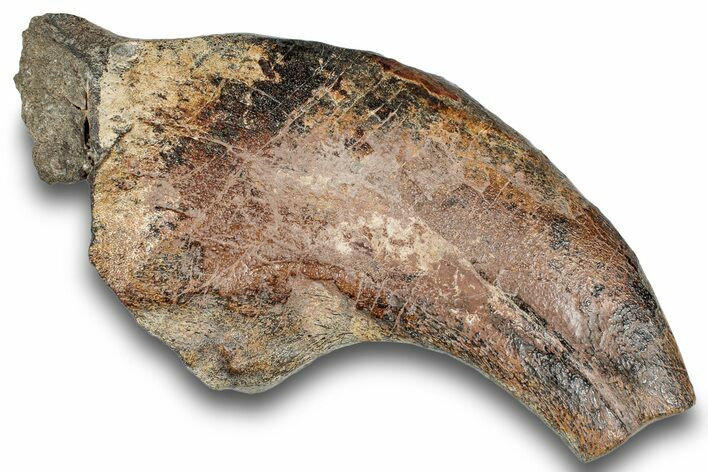 Spinosaurid Dinosaur (Suchomimus) Hand Claw - Niger #245026